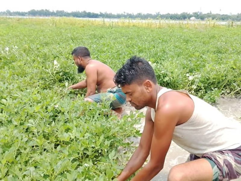 ডিজিটাল মাধ্যমে বন্যার পূর্বাভাস প্রান্তিক কৃষকের কতটা উপকারে আসে